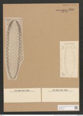 Surirella robusta Ehr. (de-Toni-Nr.: Genus 53, Species 2233) Zeichnungen Sammlung Grunow Nr. 4646 (NHMW-BOT-W0372706)